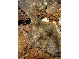 Image result for Platichthys flesus