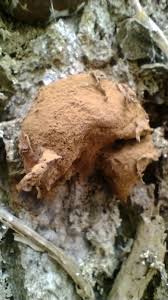 Attēlu rezultāti vaicājumam “Reticularia lycoperdon spores”