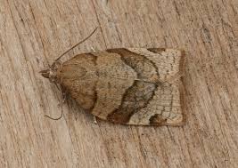 Attēlu rezultāti vaicājumam “Pandemis cerasana”