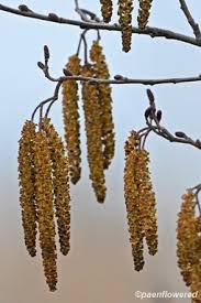 Attēlu rezultāti vaicājumam “Alnus glutinosa flower”