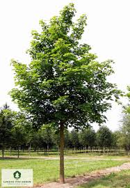 Attēlu rezultāti vaicājumam “Acer platanoides”