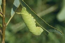 Attēlu rezultāti vaicājumam “Laothoe populi larva”