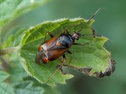 Attēlu rezultāti vaicājumam “Deraeocoris ruber”