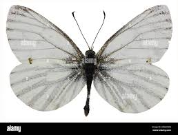 Attēlu rezultāti vaicājumam “Pieris napi underside”