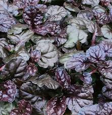 Attēlu rezultāti vaicājumam “Ajuga reptans leaf”