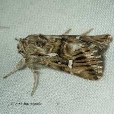 Attēlu rezultāti vaicājumam “Calophasia lunula”