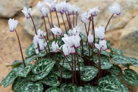Image result for Cyclamen persicum