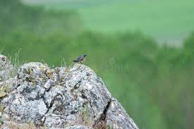 Image result for Irania gutturalis