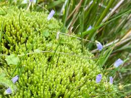 Attēlu rezultāti vaicājumam “Philonotis calcarea”