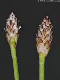 Attēlu rezultāti vaicājumam “Eleocharis uniglumis flower”