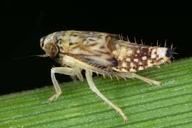 Attēlu rezultāti vaicājumam “Lamprotettix nitidulus”