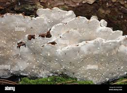 Attēlu rezultāti vaicājumam “Heterobasidion parviporum”