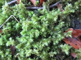 Attēlu rezultāti vaicājumam “Rhytidiadelphus”