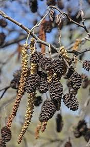 Attēlu rezultāti vaicājumam “Alnus glutinosa female flower”
