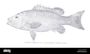 Image result for Lutjanus griseus