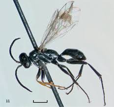 Attēlu rezultāti vaicājumam “Dipogon sp.”