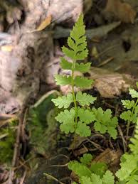 Attēlu rezultāti vaicājumam “Cystopteris fragilis”