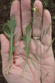 Attēlu rezultāti vaicājumam “Diplotaxis muralis”