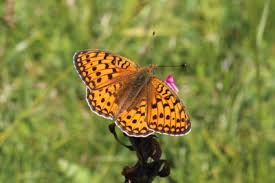 Attēlu rezultāti vaicājumam “Argynnis niobe underside”