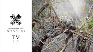 Attēlu rezultāti vaicājumam “Lycogala leopardinum young”