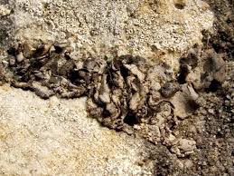 Attēlu rezultāti vaicājumam “Dermatocarpon luridum”