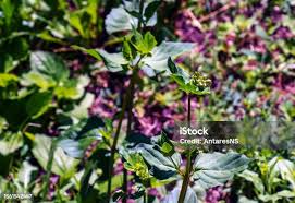 Attēlu rezultāti vaicājumam “Circaea lutetiana bud”