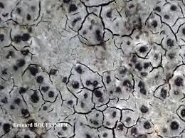 Attēlu rezultāti vaicājumam “Verrucaria hydrela”