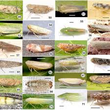 Attēlu rezultāti vaicājumam “Macrosteles sp.”