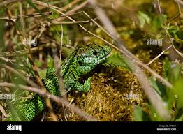 Attēlu rezultāti vaicājumam “Lacerta agilis male”