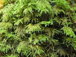 Attēlu rezultāti vaicājumam “Thamnobryum alopecurum”