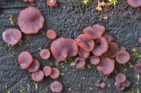 Attēlu rezultāti vaicājumam “Ascocoryne cylichnium”