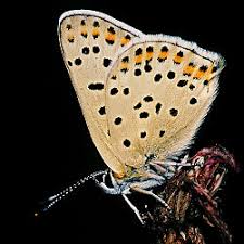 Attēlu rezultāti vaicājumam “Lycaena tityrus female”