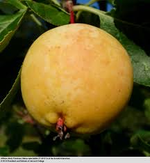 Attēlu rezultāti vaicājumam “Malus”