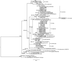 Image result for Melanoleuca rasilis var. pseudoluscina