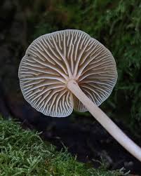 Attēlu rezultāti vaicājumam “Collybia sp.”