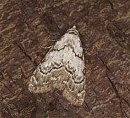 Attēlu rezultāti vaicājumam “Nola confusalis”