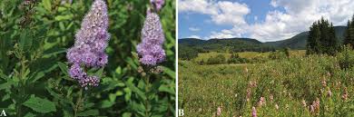 Attēlu rezultāti vaicājumam “Spiraea salicifolia”