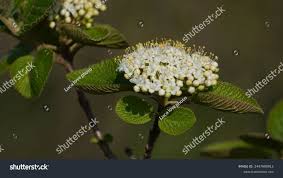 Attēlu rezultāti vaicājumam “Viburnum lantana  flower”