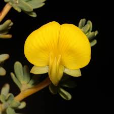Attēlu rezultāti vaicājumam “Astragalus danicus flower”