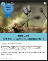 Attēlu rezultāti vaicājumam “Milesina murariae”