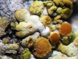 Attēlu rezultāti vaicājumam “Caloplaca saxicola”