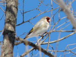Attēlu rezultāti vaicājumam “Carduelis carduelis”