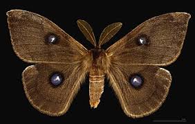 Attēlu rezultāti vaicājumam “Aglia tau”