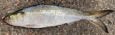 Image result for Alosa chrysochloris