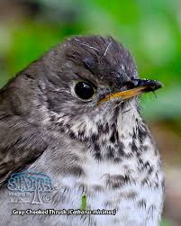 Image result for Catharus minimus