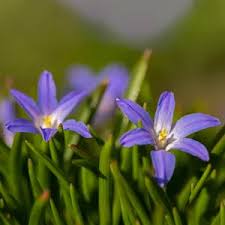 Attēlu rezultāti vaicājumam “Scilla luciliae”