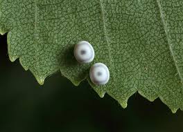 Attēlu rezultāti vaicājumam “Euthrix potatoria larva”