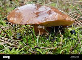 Attēlu rezultāti vaicājumam “Suillus luteus”