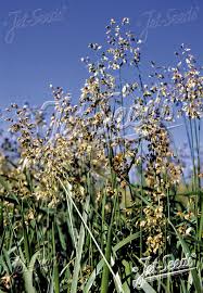 Attēlu rezultāti vaicājumam “Hierochloe odorata”