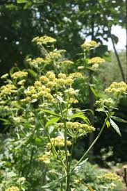 Attēlu rezultāti vaicājumam “Levisticum officinale”